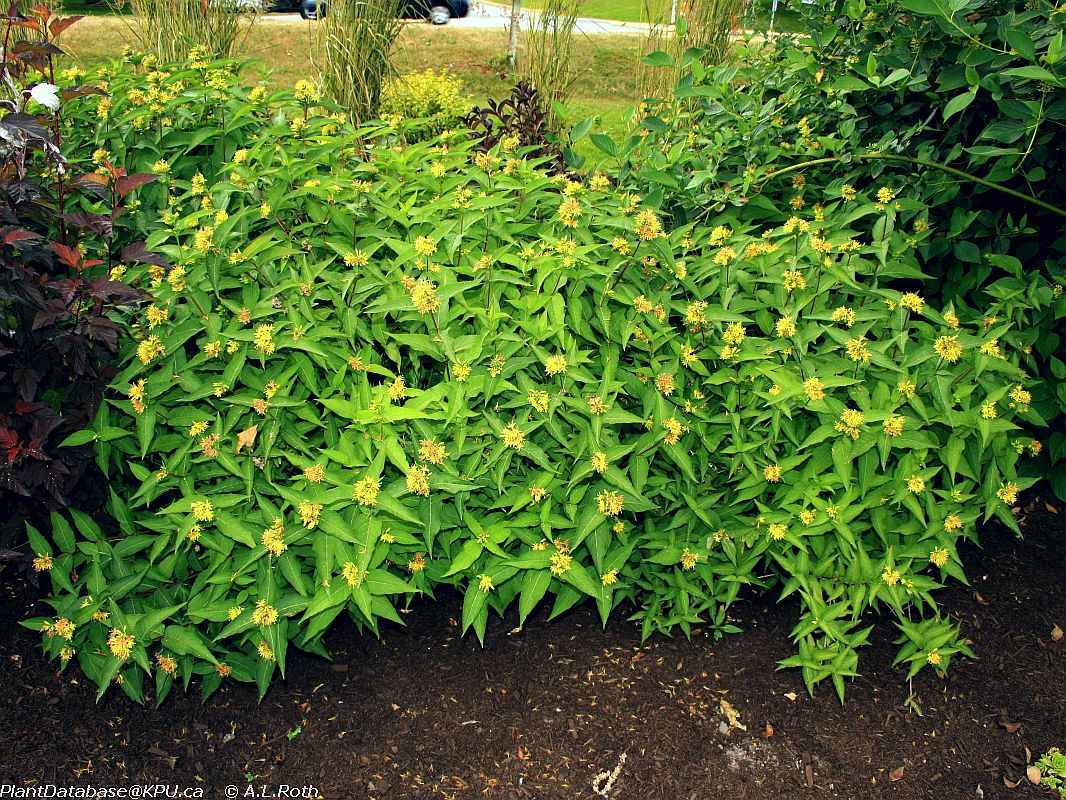 Diervilla sessilifolia 'Firefly'