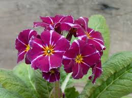 Primula Barnhaven™ 'Double Vintage'