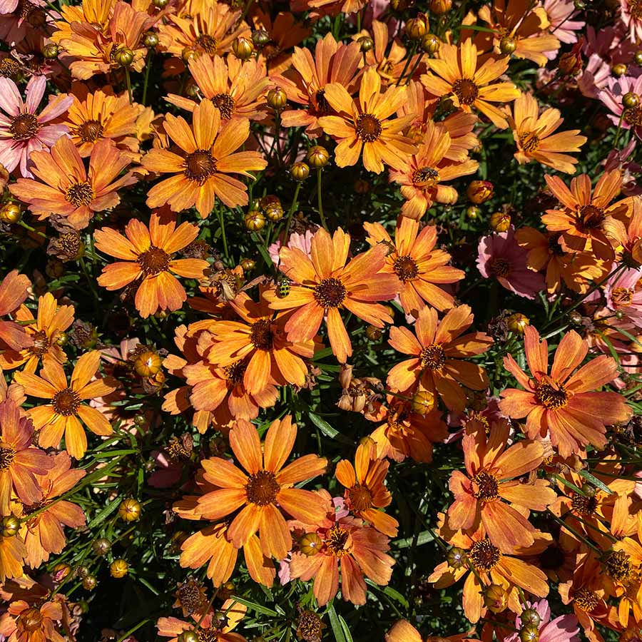 Coreopsis Nova® 'Amber'