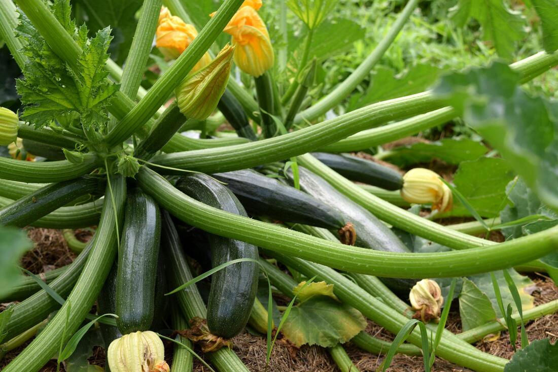 Zucchini vert