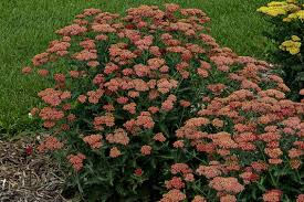 Achillea 'Sassy Summer Sangria'