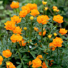 Trollius 'Golden Queen'