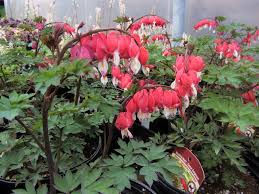Dicentra spect. 'Valentine'