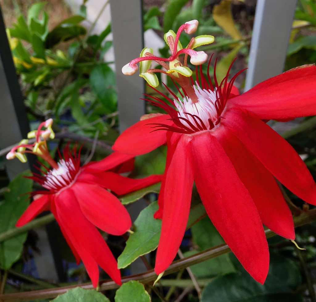 Passiflor Treillis rouge