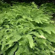 Adiantum pedatum