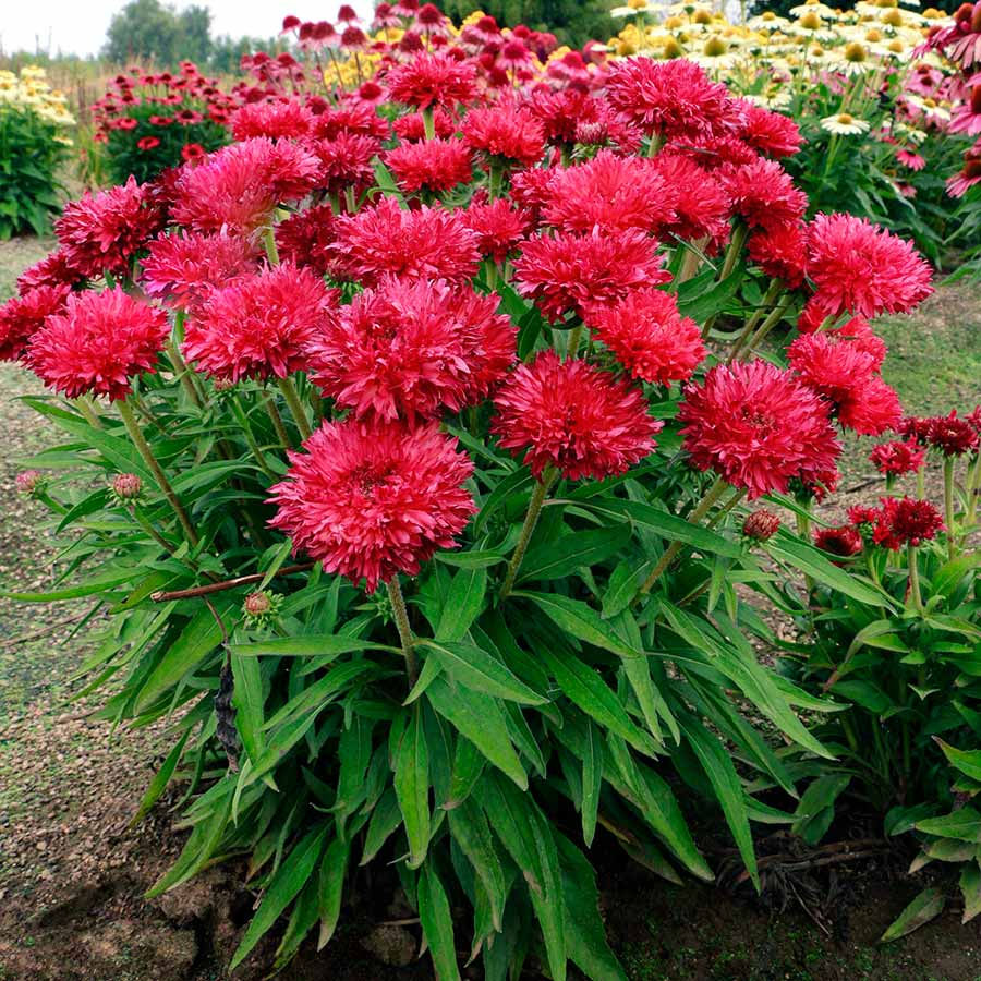Echinacea 'Fringe Festival'