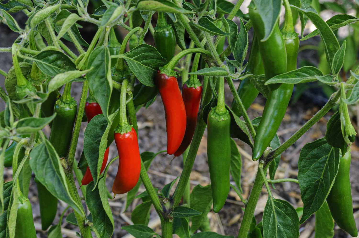 Piments jalapeno