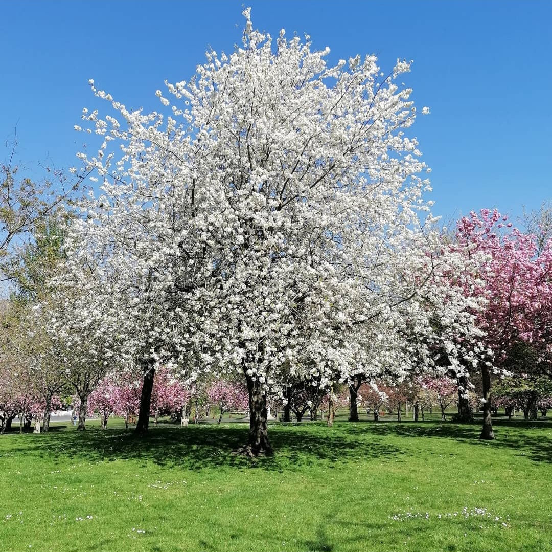 Magnolia kobus
