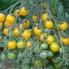 Cerise Jaune (Lemon Sugar)