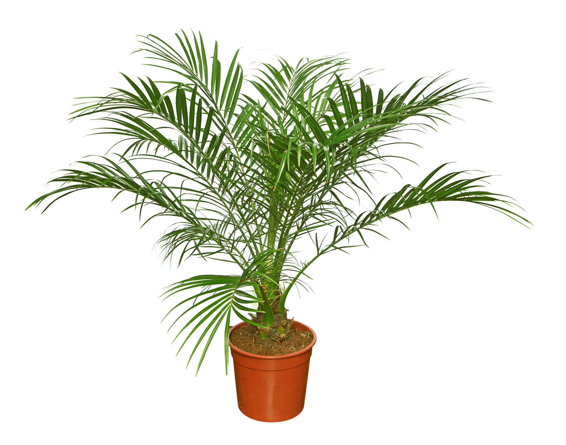 Palmier Roebelenii Multi