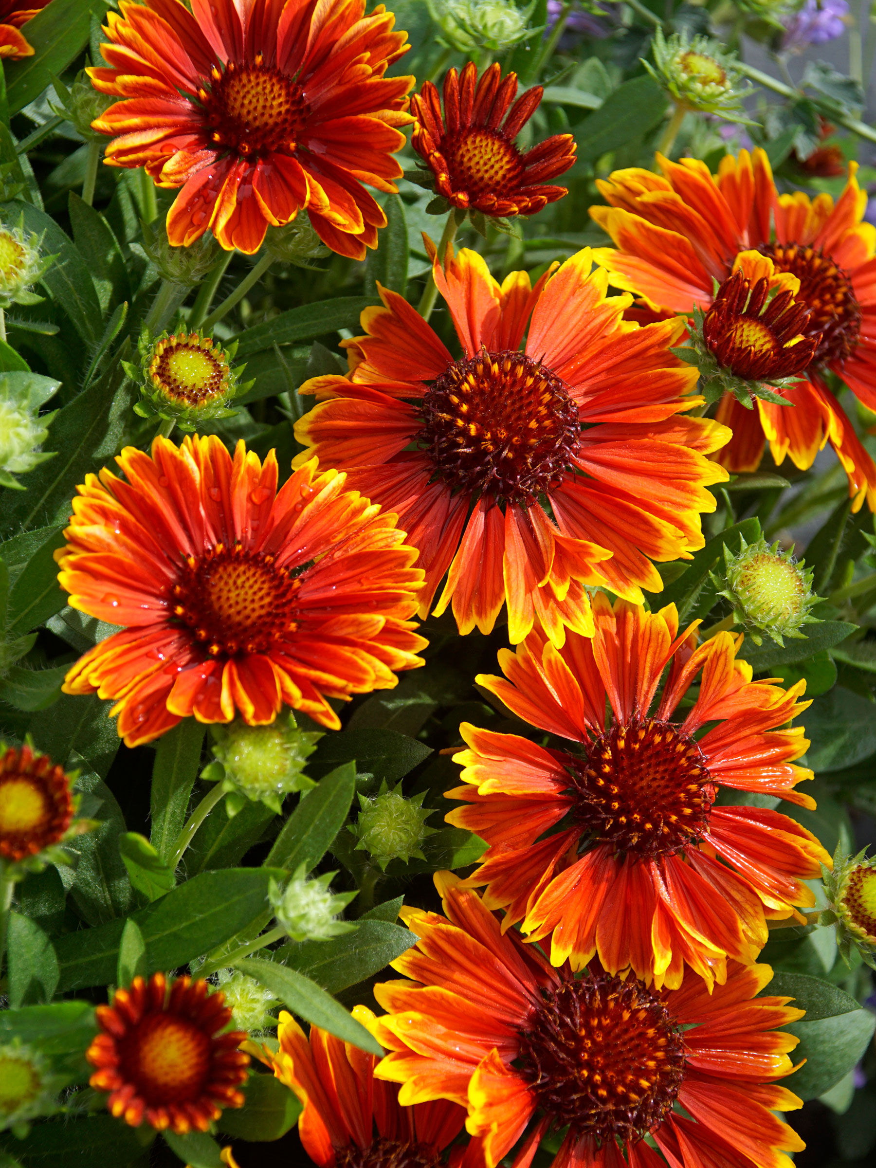 Gaillardia SpinTop™ 'Mango'
