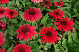 Echinacea Panama™ 'Red'
