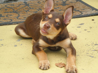 How to prevent separation anxiety in puppies/ dogs after working long periods at home