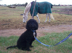 desensitising dog to horses