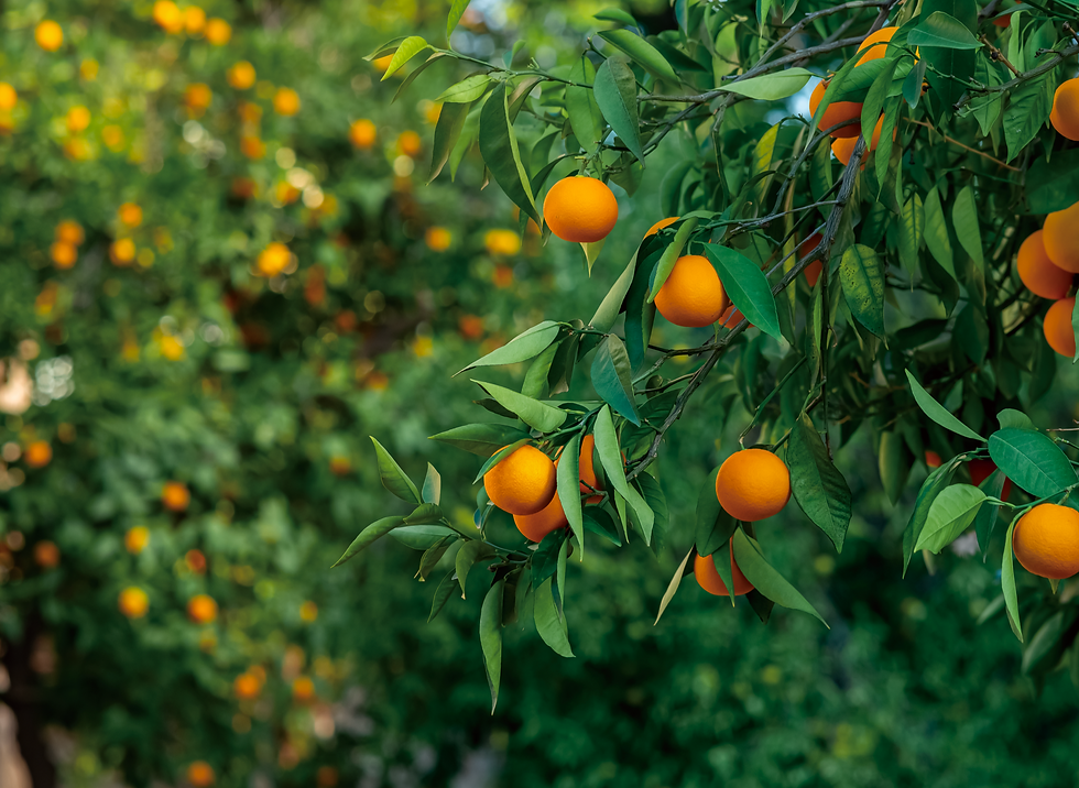 Screenshot 2024-08-23 at 12.32.24 AM.png