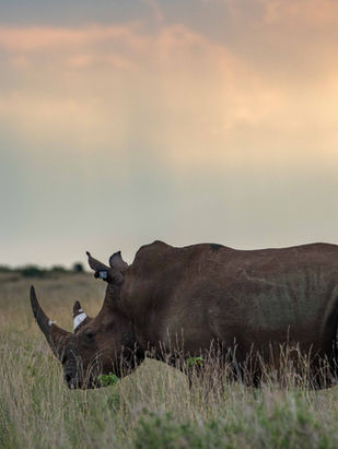 The Introduction of White Rhinos to Loisaba Conservancy