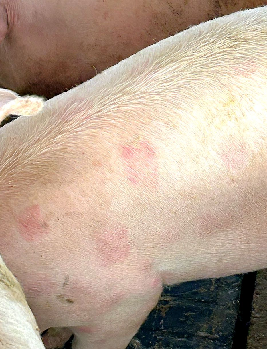 Diamond-shaped blotches