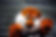 Aubie.jpg