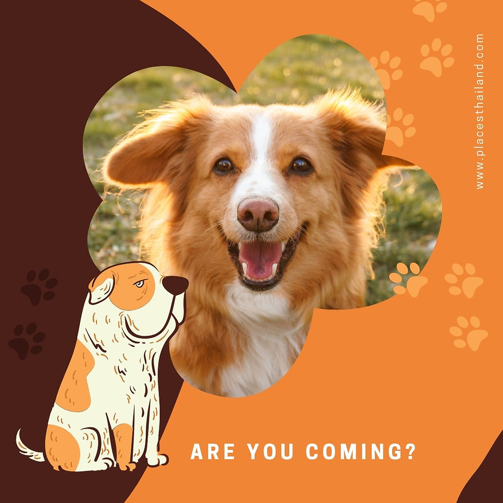 Are you coming to the dog show in Bangkok?