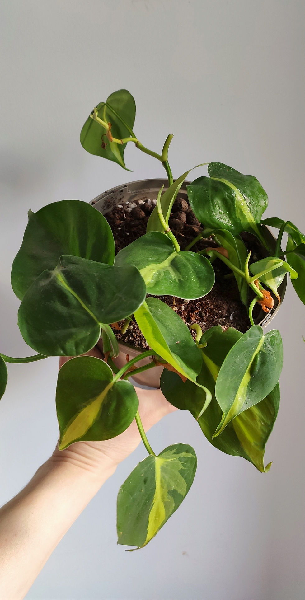 Philodendron scadens Brasil short