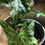 Thumbnail: Syngonium Mottled Mojito 
