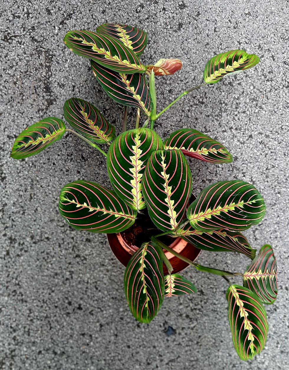 Maranta leuconeura aka prayer plant in a pot