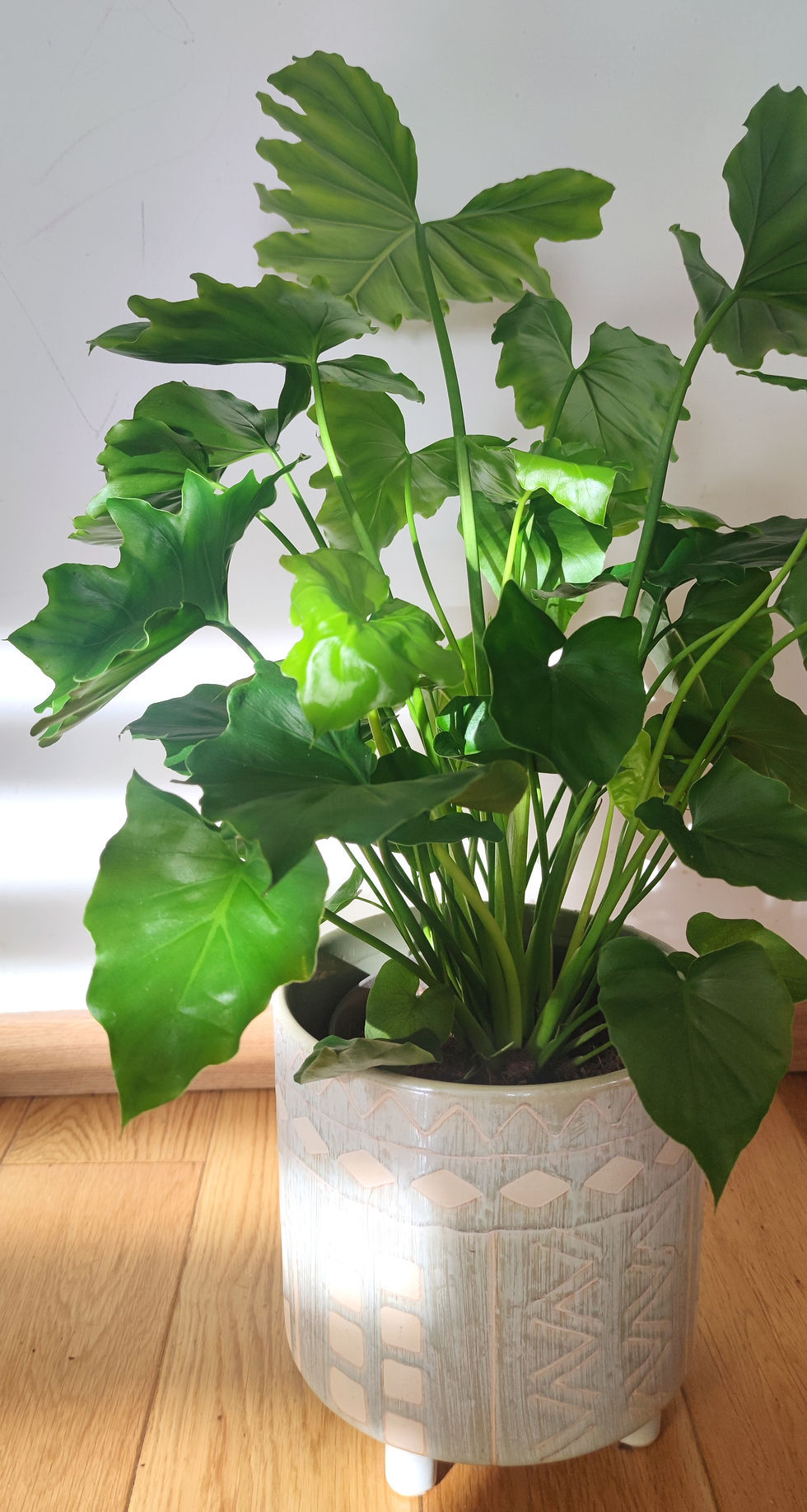 Philodendron Shangri La W17cm x H55cm
