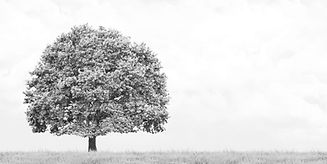 tree_bw.jpg