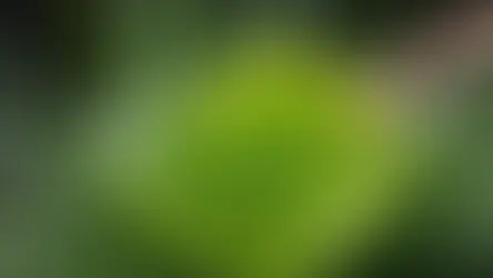 Aloe Vera Gel For Hydrating Skin and Hair