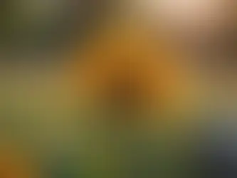 Understanding the Power of Gratitude