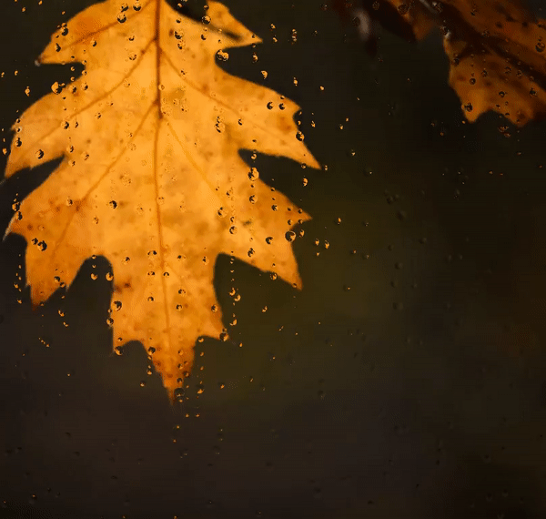 Droplet_leaves.gif