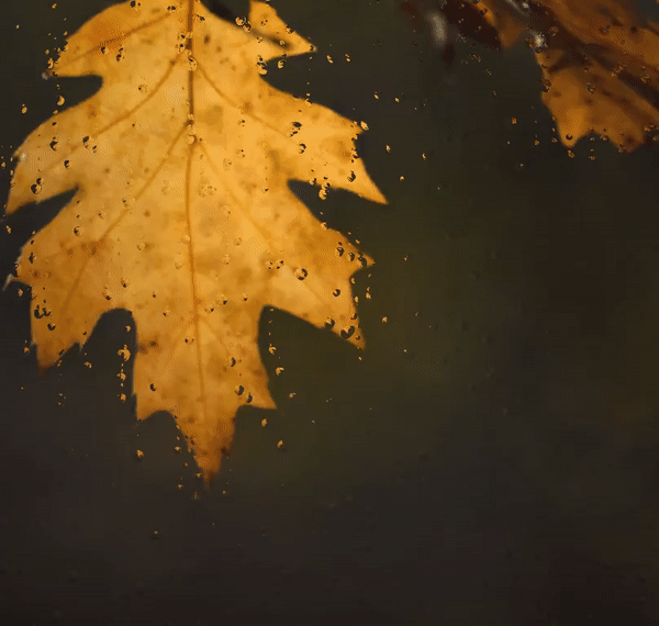 RainyWindow_leaves.gif