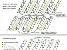 No-till sugar cane cultivation with alternate row irrigation, Belgaum, Karnataka, India