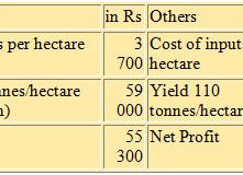 No-till sugar cane cultivation with alternate row irrigation, Belgaum, Karnataka, India