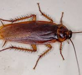 cockroach.jpeg