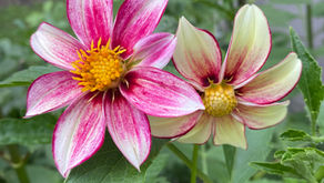 Dahlias - 2026 Wishlist