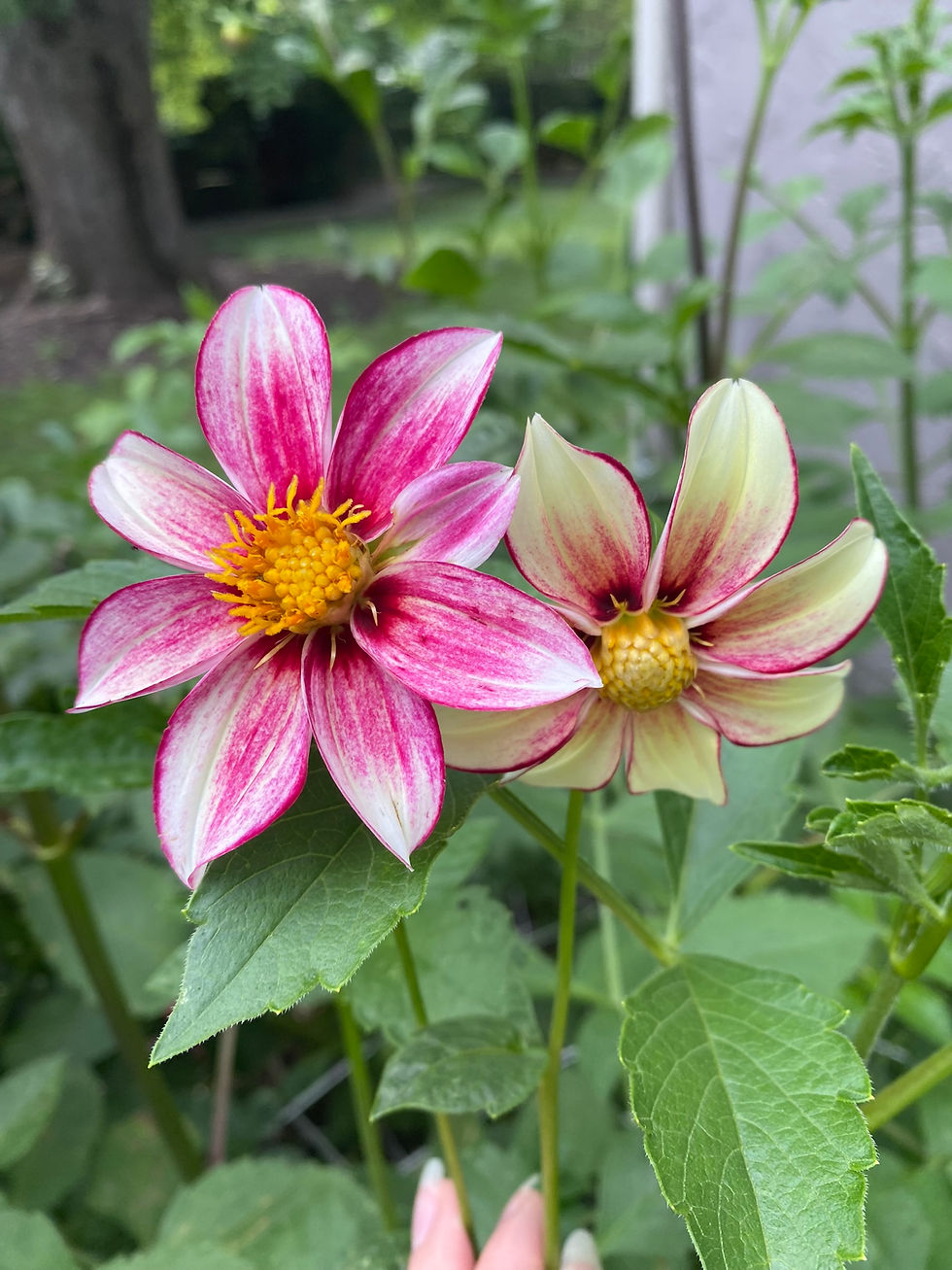 Dahlias - 2026 Wishlist