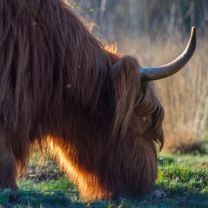 Wildlife and Nature