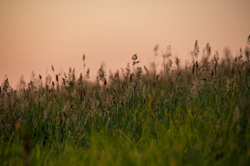 Wildlife-3.jpg