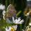 Thumbnail: Resting Butterfly