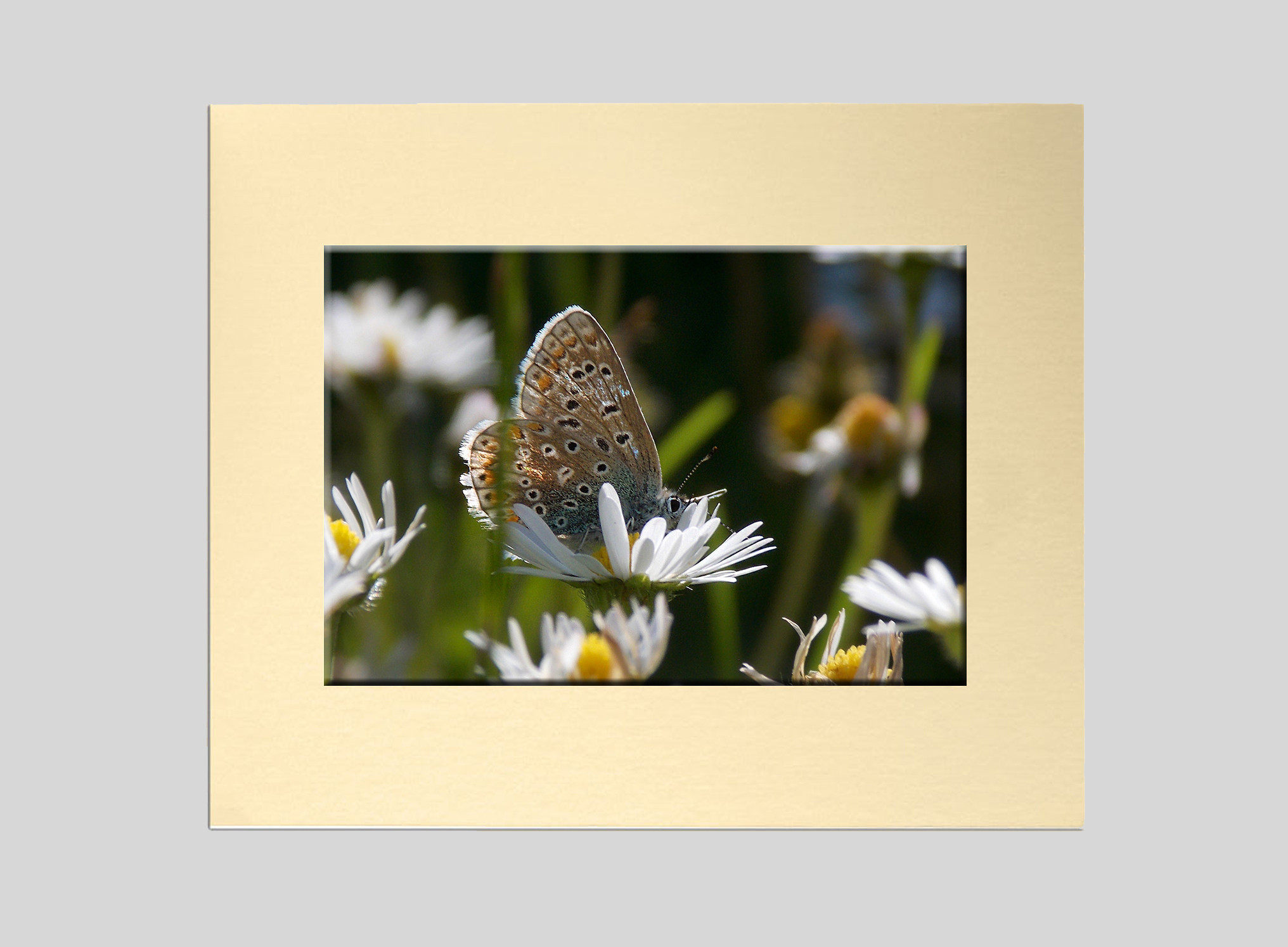 Resting Butterfly