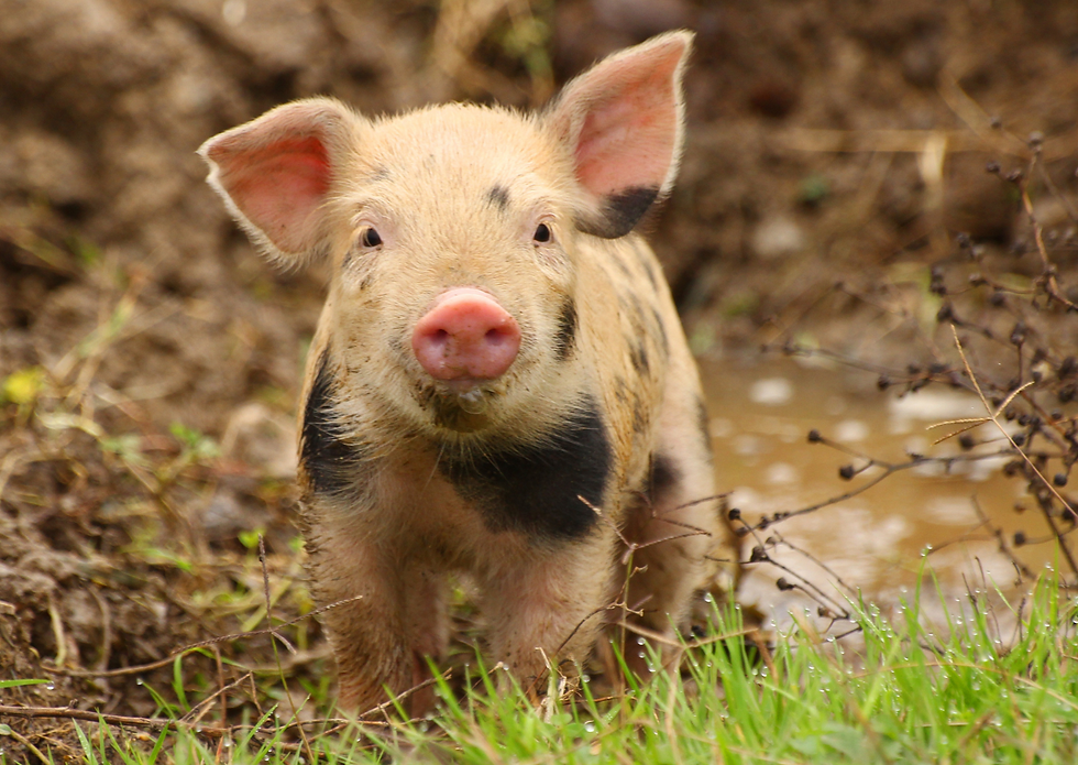 Visit a Local Farm or City Farm