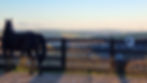 HORSE VIEW .jpg
