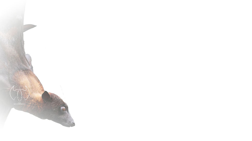 Wix background26_edited.jpg