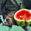 Thumbnail: Bellatrix the Malayan Flying Fox at Lubee Bat Conservancy. Holding onto watermelon.