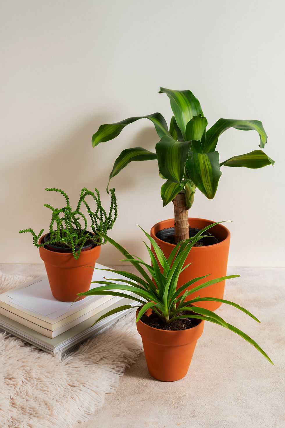 still-life-with-indoor-plants