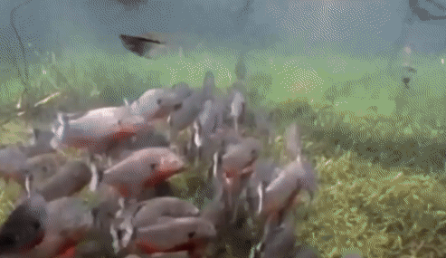 piranas5.gif