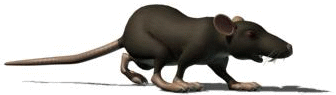rato.gif