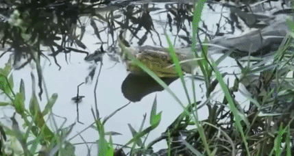 cobra1.gif