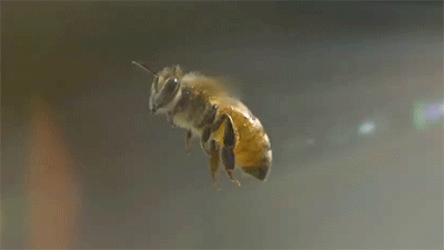 abelha1gif.gif